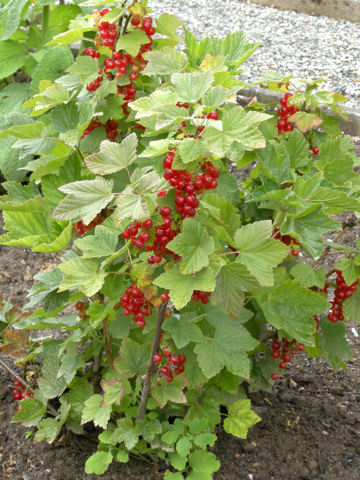 Ribes rubrum