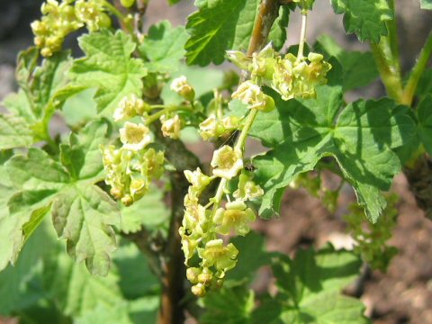 Ribes rubrum