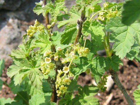 Ribes rubrum