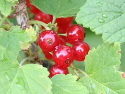 Ribes rubrum