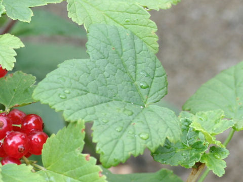 Ribes rubrum