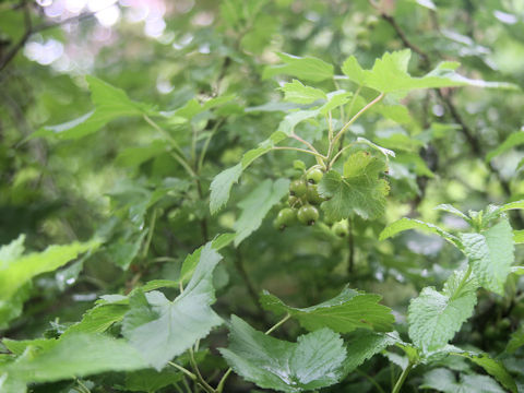 Ribes rubrum