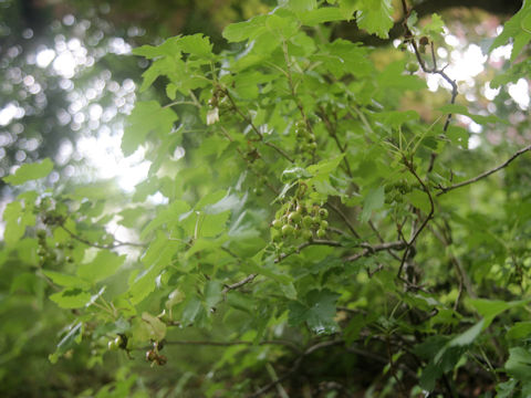 Ribes rubrum