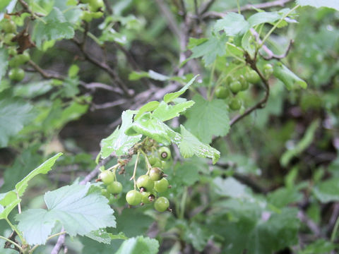 Ribes rubrum