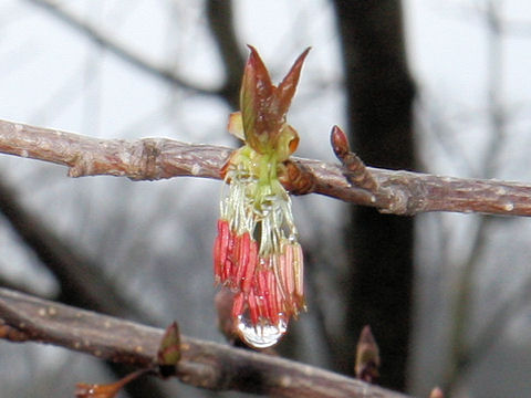 Euptelea polyandra