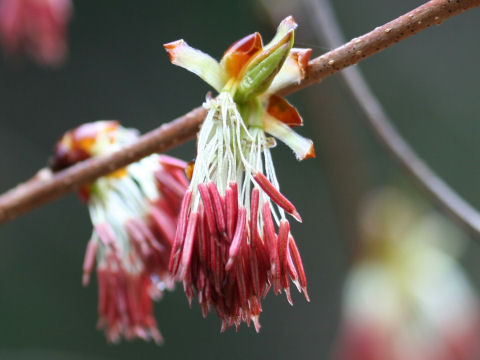 Euptelea polyandra