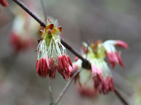 Euptelea polyandra