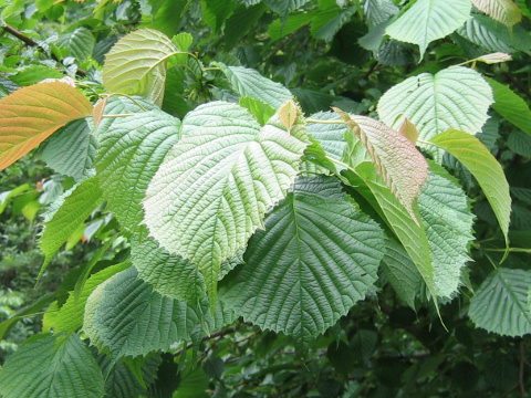 Euptelea polyandra