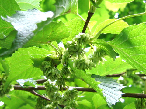 Euptelea polyandra