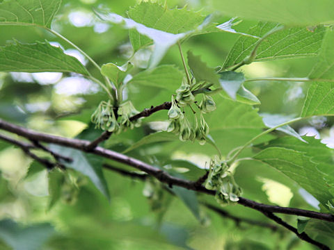 Euptelea polyandra