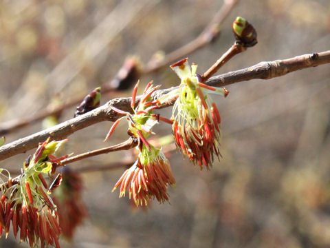 Euptelea polyandra