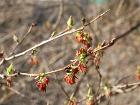 Euptelea polyandra