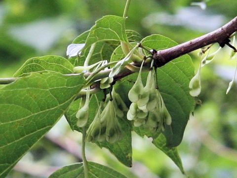 Euptelea polyandra