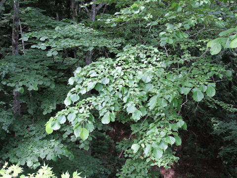 Euptelea polyandra