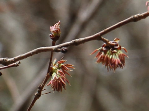 Euptelea polyandra