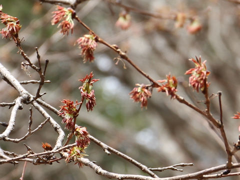 Euptelea polyandra