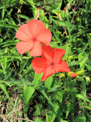 Lychnis miqueliana