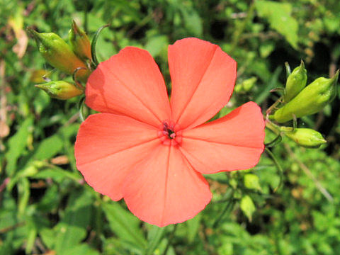 Lychnis miqueliana