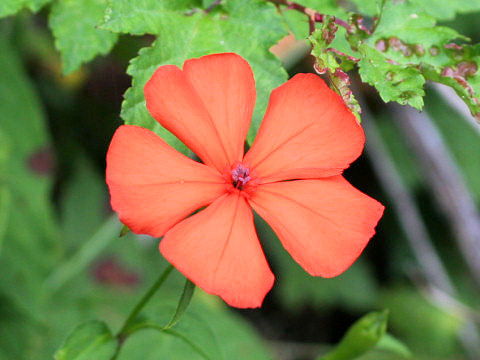 Lychnis miqueliana