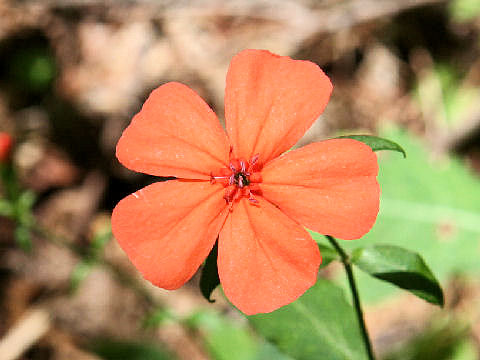 Lychnis miqueliana