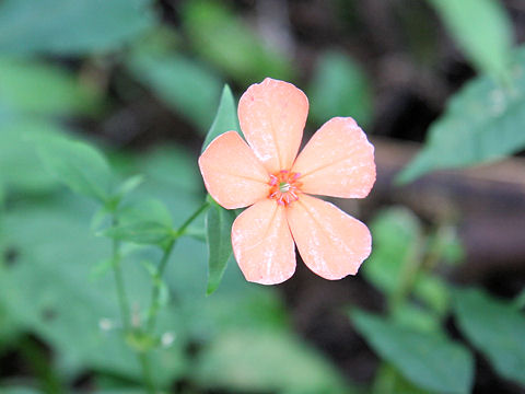 Lychnis miqueliana