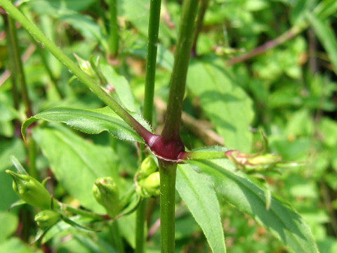 Lychnis miqueliana