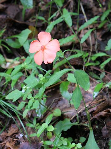 Lychnis miqueliana