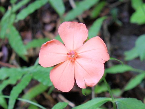 Lychnis miqueliana