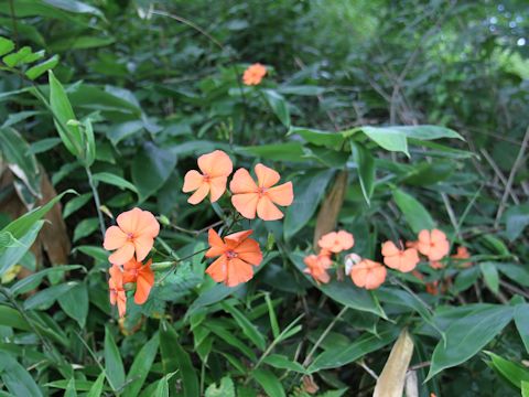 Lychnis miqueliana