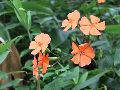 Lychnis miqueliana