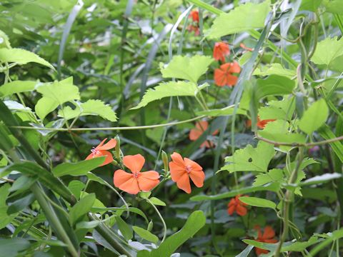 Lychnis miqueliana