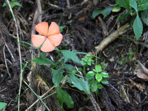 Lychnis miqueliana