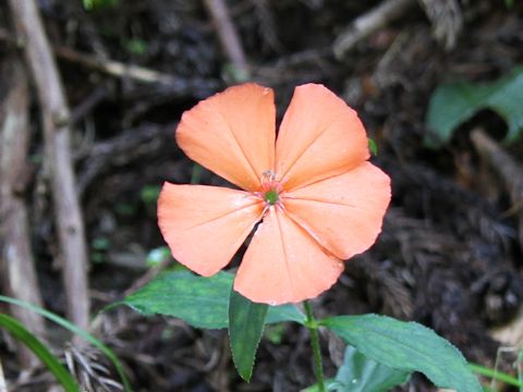 Lychnis miqueliana