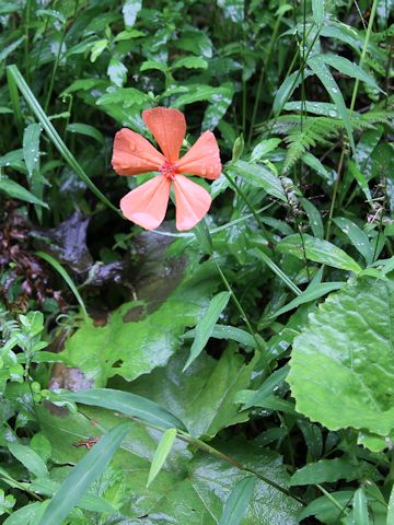 Lychnis miqueliana