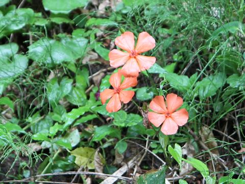 Lychnis miqueliana