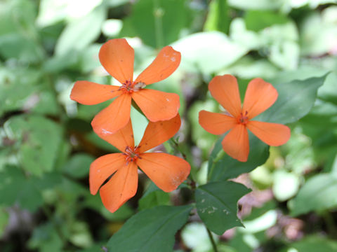 Lychnis miqueliana