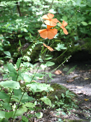 Lychnis miqueliana