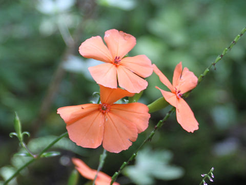 Lychnis miqueliana