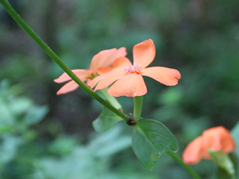 Lychnis miqueliana