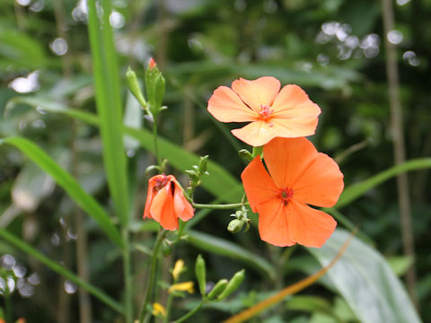 Lychnis miqueliana