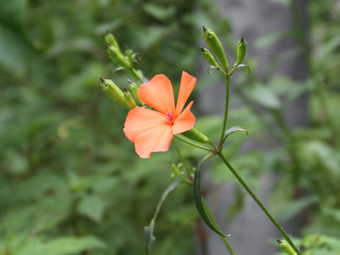 Lychnis miqueliana