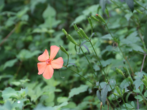 Lychnis miqueliana