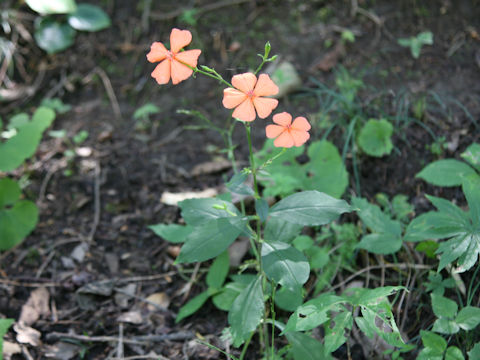 Lychnis miqueliana