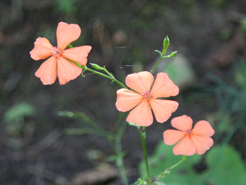 Lychnis miqueliana