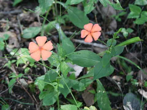 Lychnis miqueliana