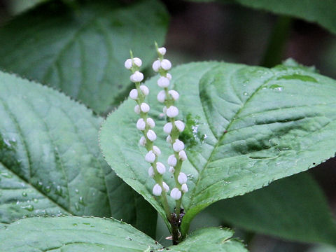 Chloranthus serratus