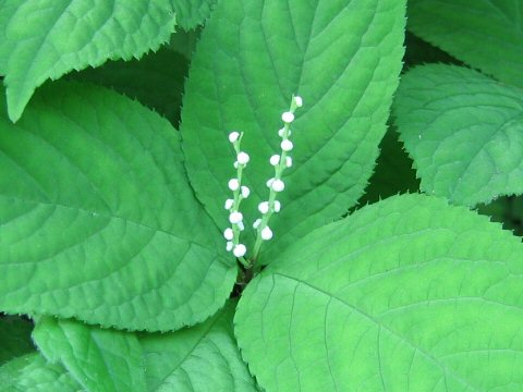 Chloranthus serratus