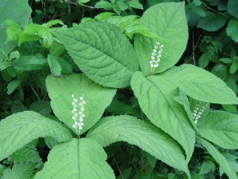 Chloranthus serratus