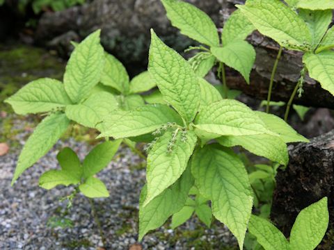 Chloranthus serratus