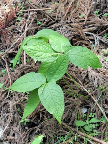 Chloranthus serratus